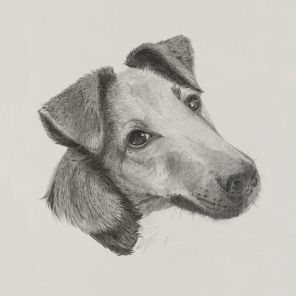Austin Dog Illustration by Harv Craven