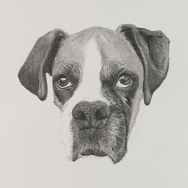 CC Dog Illustration by Harv Craven