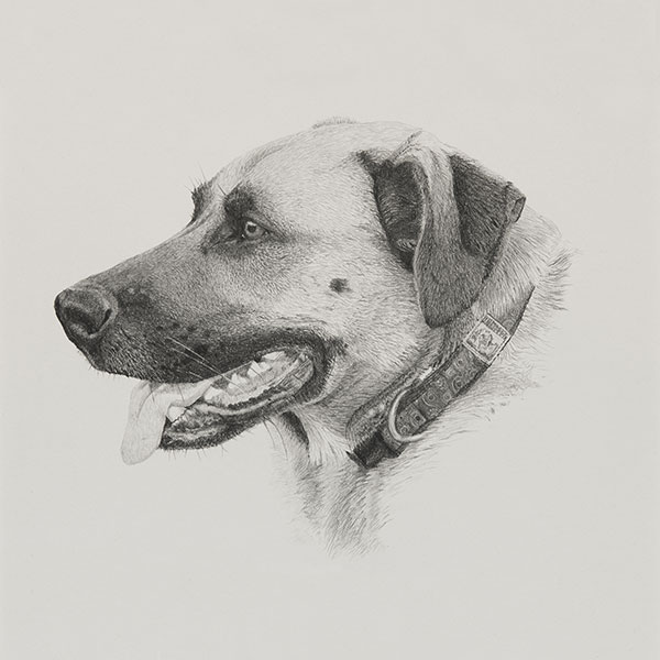 Elwood Dog Illustration SM by Harv Craven
