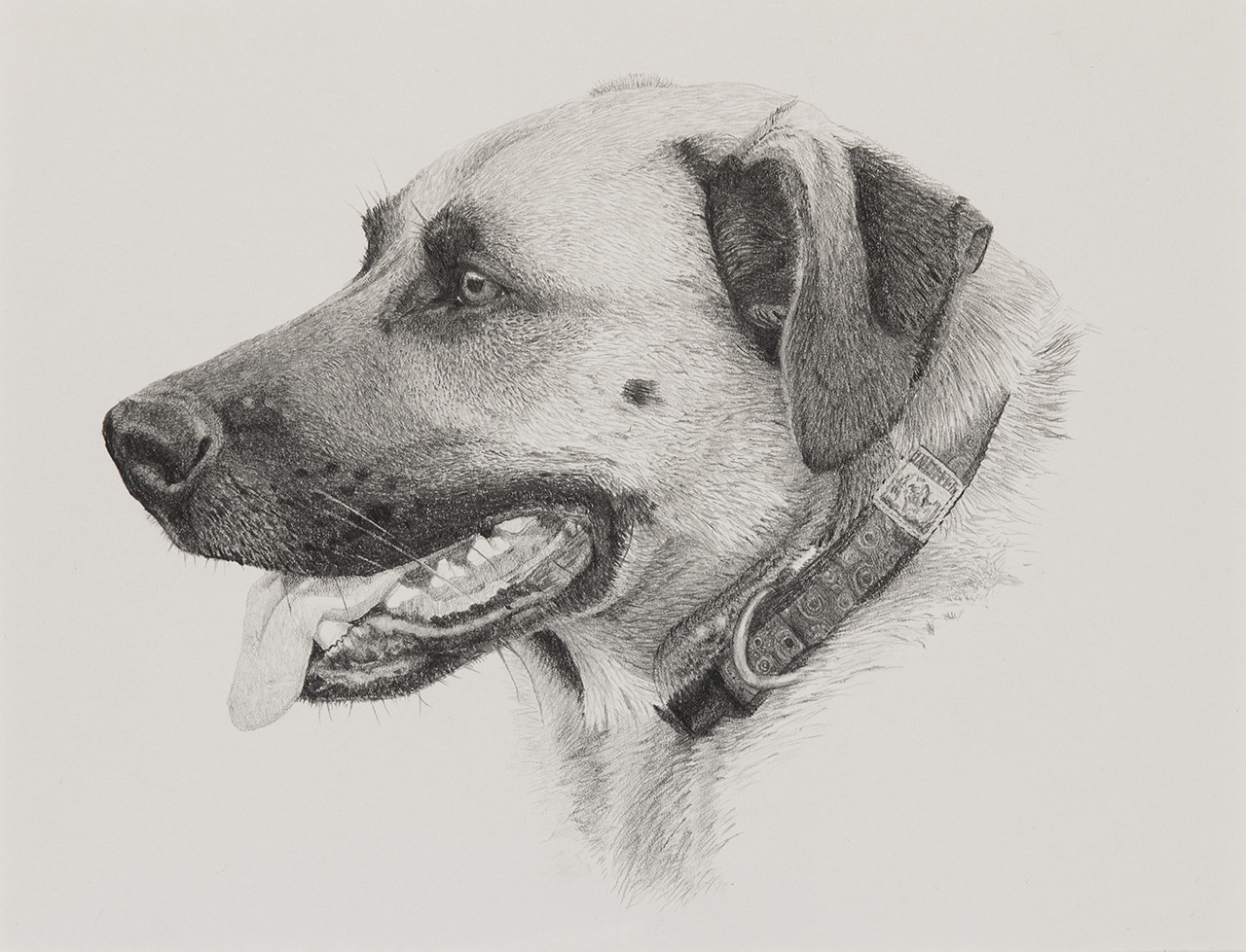 Elwood Dog Illustration by Harv Craven