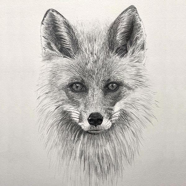 Fox Illustration by Harv Craven Sm