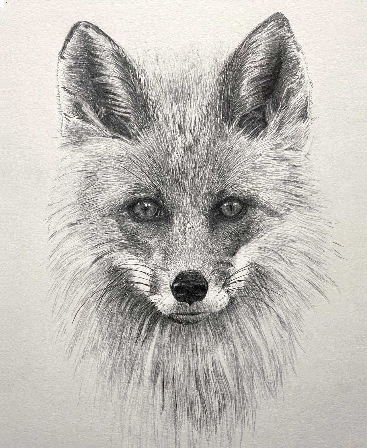 Fox Illustration by Harv Craven
